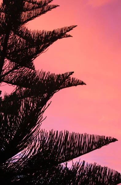 ニュージーランドの日没時にピンクと赤の燃える空と対照的に黒いノーフォーク松の木のシルエット アラウカリア異形の — ストック写真