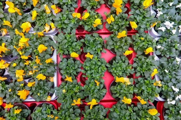 Полная Рамка Крупным Планом Многих Красных Желтых Белых Цветках Виолы — стоковое фото