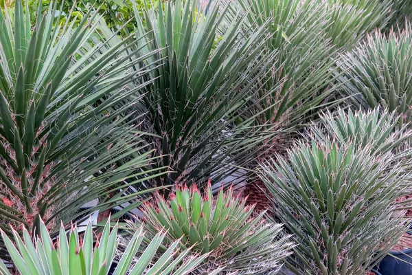 Moldura Completa Perto Folhas Palmeira Mandioca Centro Jardim Alemão — Fotografia de Stock