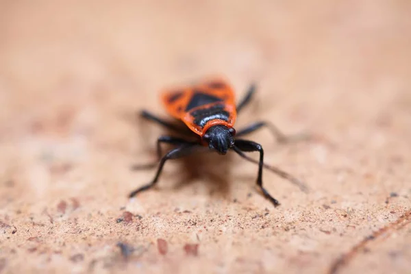孤立した火虫 Pyrrrocoris Apterus のマクロ閉鎖 ドイツ — ストック写真