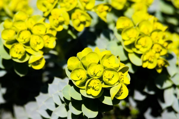 Close Amarelo Florescendo Mirtilo Spurge Euforbia Myrsinites Primavera — Fotografia de Stock
