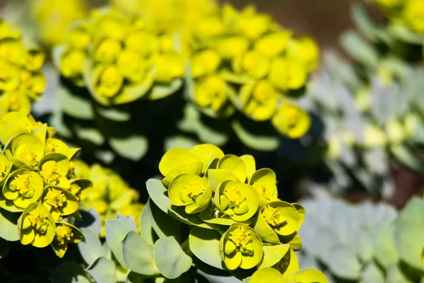 Close Amarelo Florescendo Mirtilo Spurge Euforbia Myrsinites Primavera — Fotografia de Stock