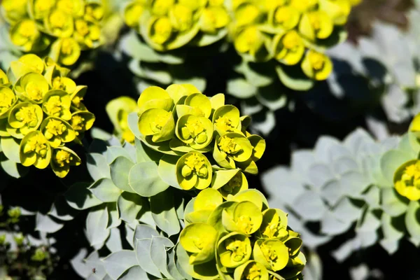 Close Amarelo Florescendo Mirtilo Spurge Euforbia Myrsinites Primavera — Fotografia de Stock