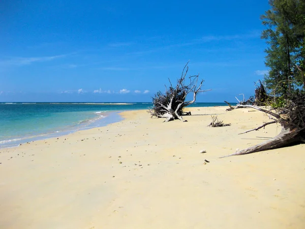 Treibholz Gegen Blauen Himmel Nai Yang Strand Der Nähe Des — Stockfoto