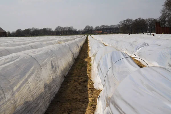 Pola Szparagów Wiosnę Zabezpieczone Folią Tworzywa Sztucznego Przed Mrozem Roermond — Zdjęcie stockowe