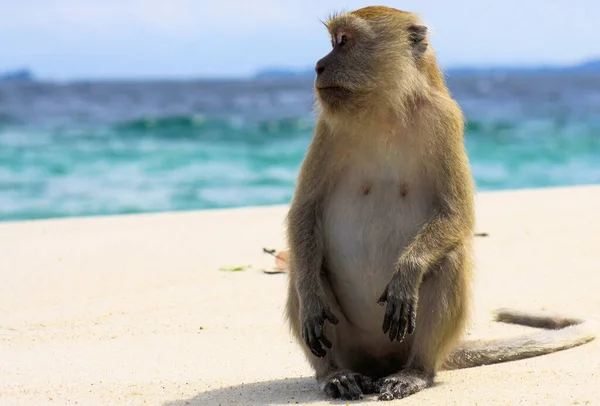 Одинокая Обезьяна Краб Ест Длинный Хвост Macaque Macaca Fascicularis Уединенном — стоковое фото