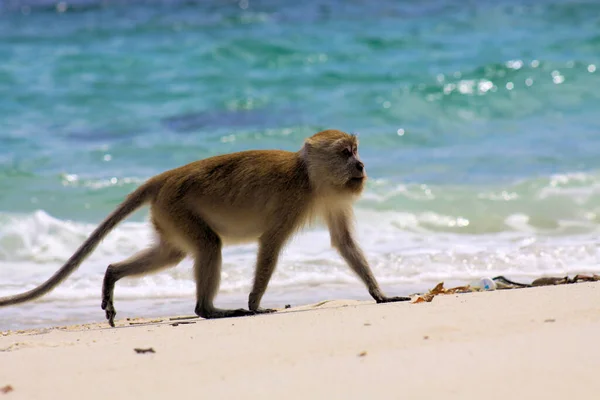 Одинокая Обезьяна Краб Поедающий Длинный Хвост Macaque Macaca Fascicularis Идущая — стоковое фото