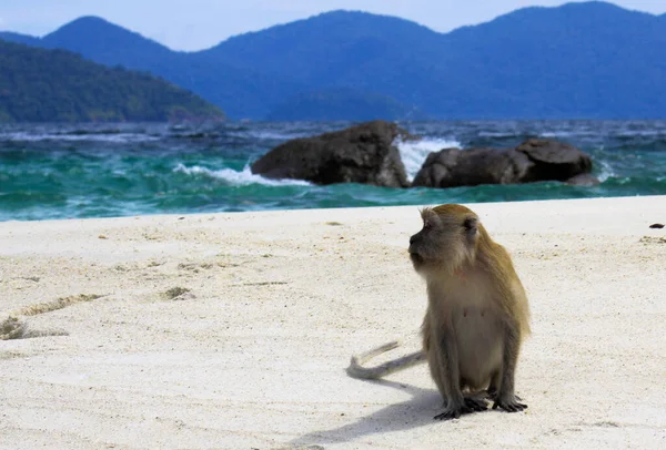 Одинокая Обезьяна Краб Ест Длинный Хвост Macaque Macaca Fascicularis Уединенном — стоковое фото