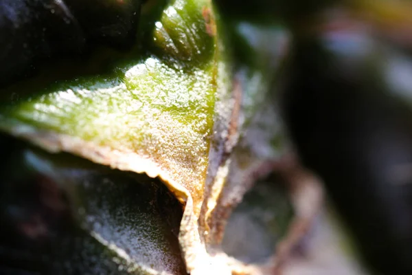 Makro Zbliżenie Kolczastej Ostrej Powierzchni Powłoki Ananasa Ananas Comosus Naturalnym — Zdjęcie stockowe