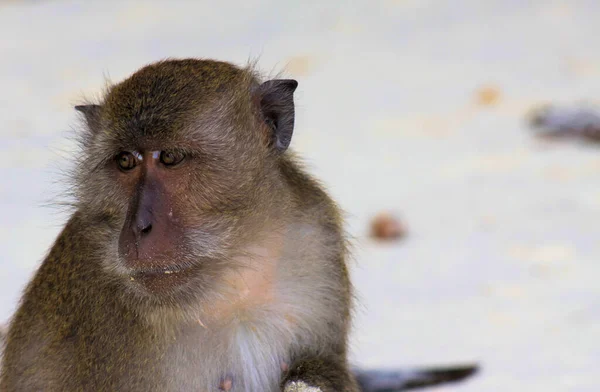 Primer Plano Cara Mono Furia Cangrejo Comiendo Cola Larga Macaco — Foto de Stock