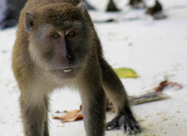 Mono Aislado Enojado Macaco Cola Larga Come Cangrejos Macaca Fascicularis — Foto de Stock