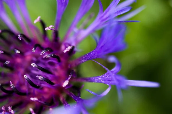 Makro Nahaufnahme Eines Lila Quadrosen Tornados Centaurea Triumfettii Mit Verschwommenem — Stockfoto