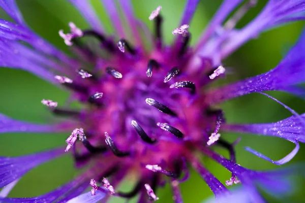 Centaurea Triumfetii 클로즈업하고 청록색 흐릿하게 페덱스 초점을 맞춘다 — 스톡 사진