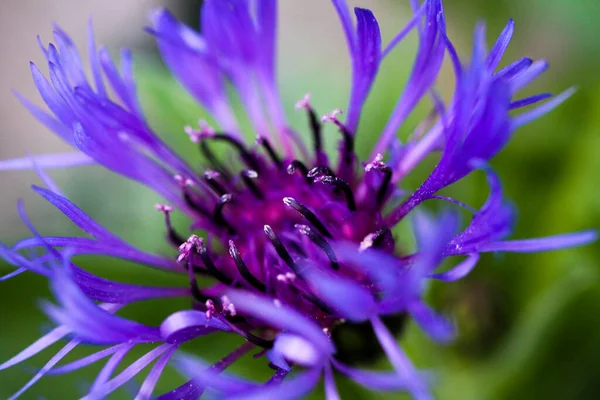 Macro Close Purple Squarrose Knapweed Centaurea Triumfettii Blurred Green Background — Stock Photo, Image