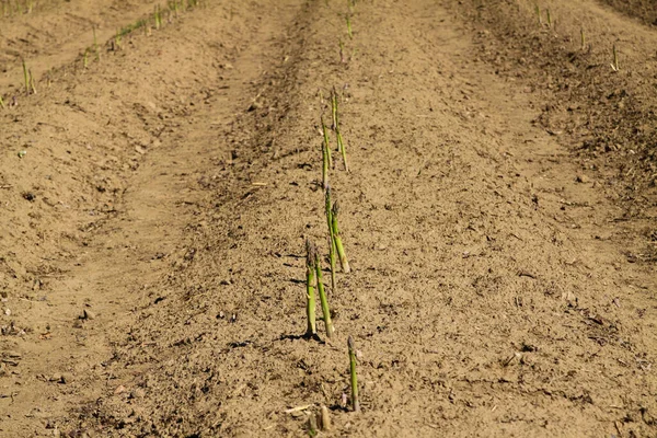 Vista Sul Campo Con Lance Asparagi Freschi Maturi Verdi Pronte — Foto Stock