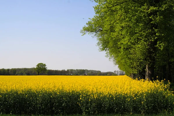 Vista Campo Colza Amarelo Com Árvores Verdes Paisagem Rural Holandesa — Fotografia de Stock