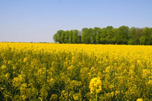 Vista Campo Colza Amarelo Com Árvores Verdes Paisagem Rural Holandesa — Fotografia de Stock