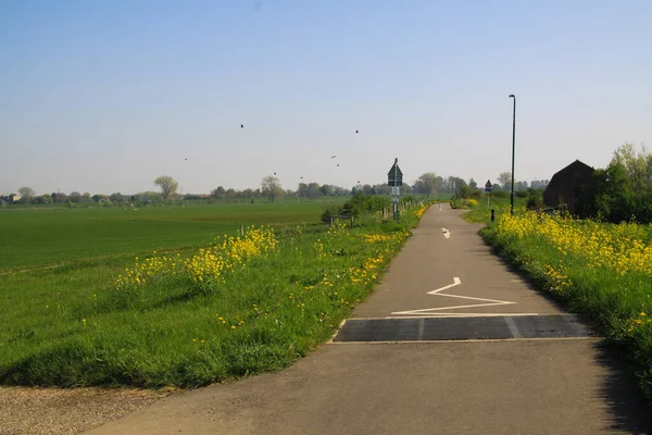 典型的丁字裤铺好了农村自行车道 两边都有绿草 黄色蒲公英和油菜花 荷兰尼梅根附近 — 图库照片