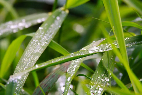 德国绿草草地上的雨滴遮挡 — 图库照片