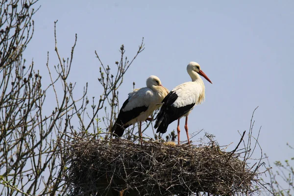 Two Storks Nest Tree — Stock Photo, Image