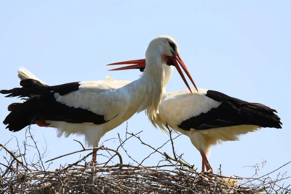 Nahaufnahme Von Zwei Störchen Einem Nest Auf Einem Baum Mit — Stockfoto