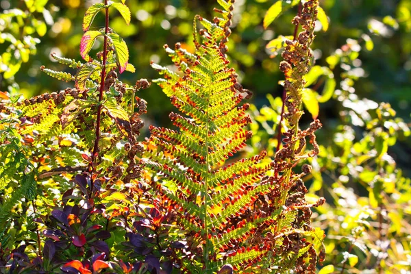 Helecho Salobre Verde Marrón Descolorido Adlerfarn Pteridium Aquilinum Brillante Brillante — Foto de Stock