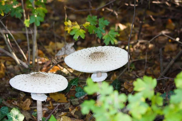 Крупним Планом Парасолькові Гриби Macrolepiota Procera Підземній Частині Голландського Лісу — стокове фото