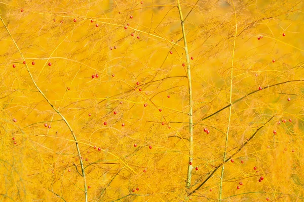After Asparagus harvest in autumn yellow bushes are growing on the field with new red seeds forming fragile web of twigs