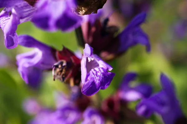 Makro Nahaufnahme Salbeipflanze Blütenblume Mit Verschwommenen Grünen Blättern Salvia Officinalis — Stockfoto