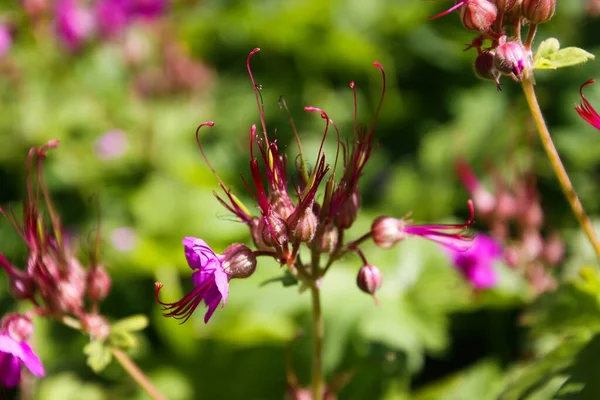 Close Van Roze Bigroot Geranium Macrorrhizum Bloeit Met Gesloten Knoppen — Stockfoto