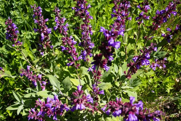 Close Van Bloeiende Salie Salvia Plantenstruik Tuinbed Duitsland — Stockfoto