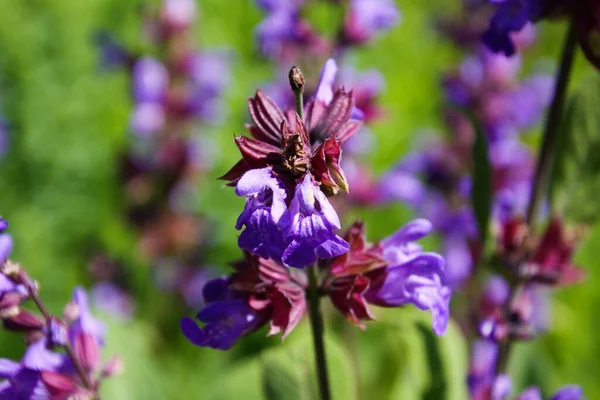 Close Van Bloeiende Salie Salvia Plantenstruik Tuinbed Duitsland — Stockfoto