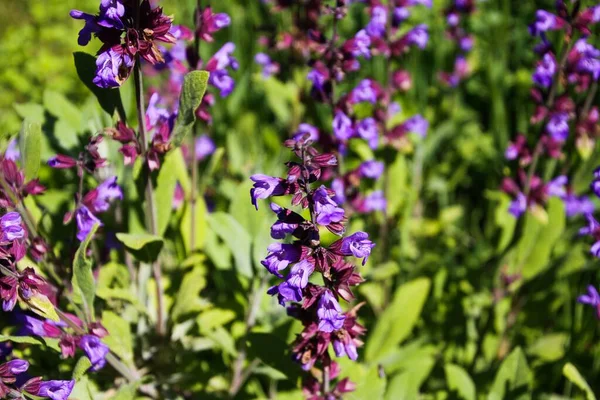 Close Van Bloeiende Salie Salvia Plantenstruik Tuinbed Duitsland — Stockfoto