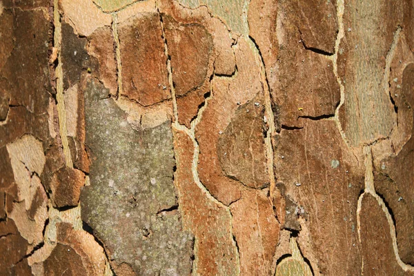 Närbild Bark Yta Plana Träd Sycamore Starkt Solljus — Stockfoto