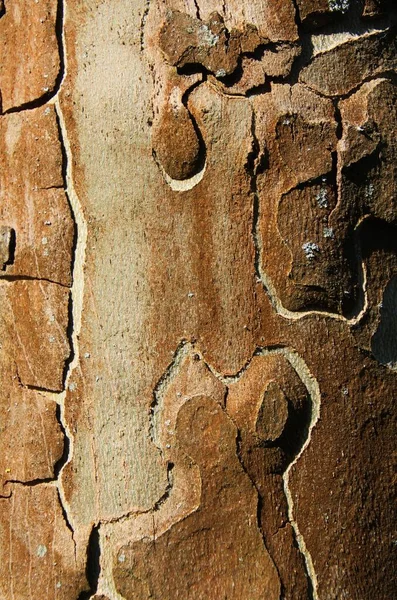 Parlak Güneş Işığı Altında Ağaç Kabuğunun Çınar Ağacı Yüzeyini Kapat — Stok fotoğraf