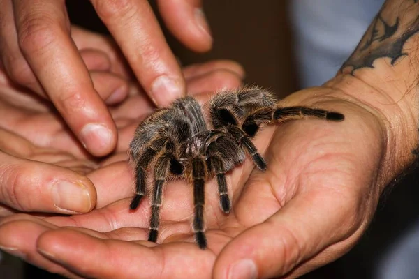 Крупним Планом Людські Руки Тримають Отруйний Тарантула Павук — стокове фото