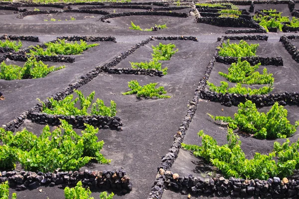 Région Viticole Sur Terrain Sec Cendres Volcaniques Près Uga Lanzarote — Photo