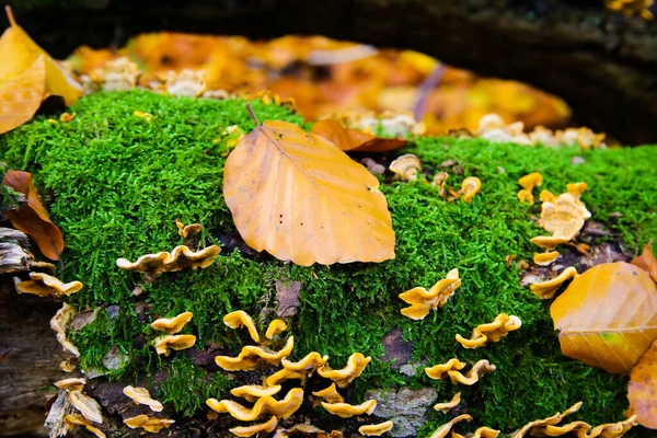 Autumn mood feelings: Tree trunk covered with moss, mushrooms and brown leaves in german forest