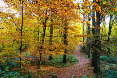 Alman kayın ormanlarında sonbahar renklerinde yeşilliklerle kaplı yola bak - Viersen (Suechteln), Almanya