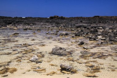 El Cotillo - Faro del Toston: Kuzey Fuerteventura 'da siyah volkanik kayalarla çevrili taşlı doğal havuza bakın