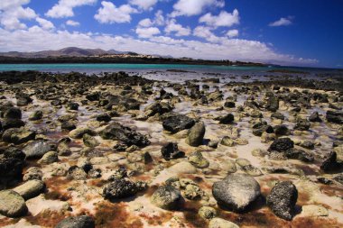 El Cotillo, North Fuerteventura: View over bright scattered stoneson beach in shallow water on turquoise lagoon of beach La Concha against deep blue sky clipart