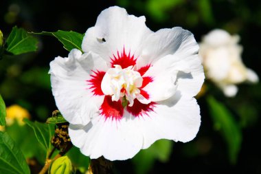 Kırmızı ve beyaz gül çiçeğine (Hibiscus syriacus) yakın plan yeşil yapraklı bulanık arka plan