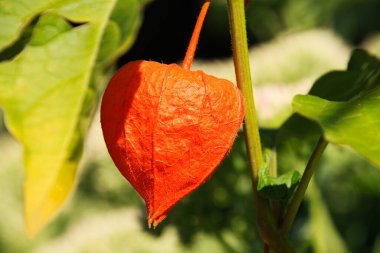 Parlak turuncu renkli mesaneye (Physalis alkekengi) yakın plan yeşil yapraklı bitkiye asılı.