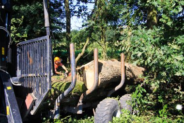 VİERSEN, ALMANY - 24 AĞUSTOS. 2019: Orman işleri hakkında görüş. Bir orman vinci karavanda ağaç gövdelerini kesiyor..
