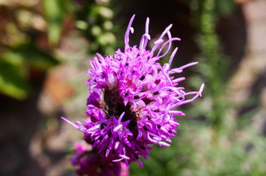 Bulanık arkaplana karşı pembe mor kobold çiçeğinin (Liatris spicata) Macro yakın çekimi