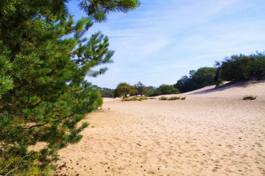 Yeşil orman arka planına sahip kum tepelerindeki viski kozalaklı ağaçların ötesine bakın - Loonse und Drunense Duinen, Hollanda