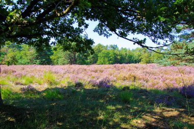 Meşe ağacının yeşil dalının altında açık mor çiçek açan Heather Erica çiçekleri, mavi gökyüzüne karşı kozalaklı ağaç arka planı Loonse und Drunense Duinen, Hollanda