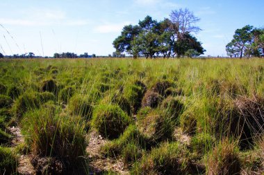 Hollanda 'nın Eindhoven kenti yakınlarındaki Strabrechtse Heide' de kurak ve ılık yaz aylarından sonra kurumuş Hollanda fundalığında kurumuş göle çöken çimlerin manzarası
