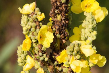 Sarı verbascum thapsus mullein çiçeğine yakın Groote Heide, Venlo, Hollanda