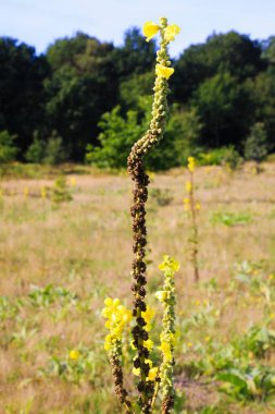 Sarı verbascum thapsus mullein çiçeğine yakın Groote Heide, Venlo, Hollanda